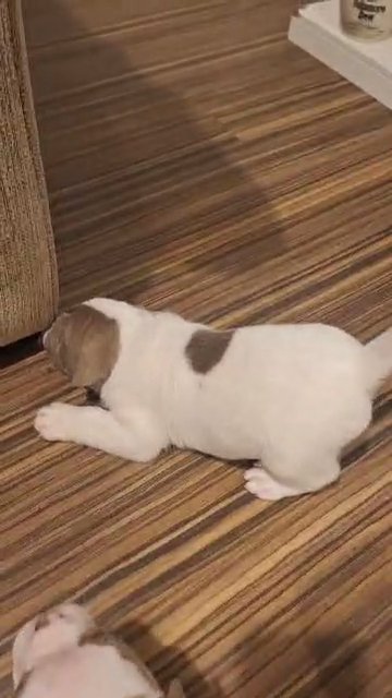 reduced olde English bulldog puppies  Good bloodline  looking for a loving home???ready to leave