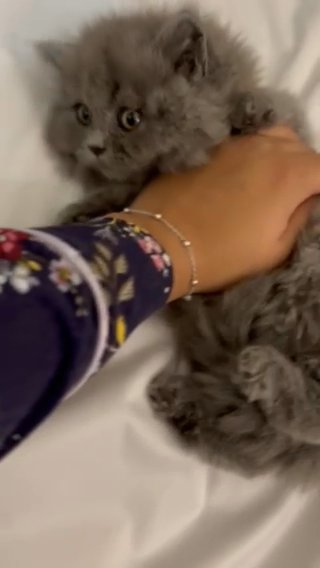 pure blue British shorthair kittens (mom gccf registered)