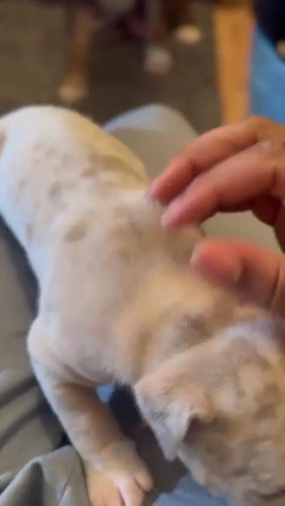 Female Bully Tri Merle Top Lines