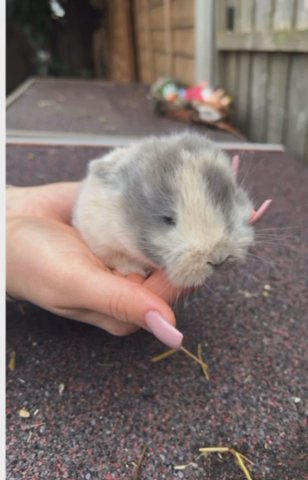 mini lop babies for sale