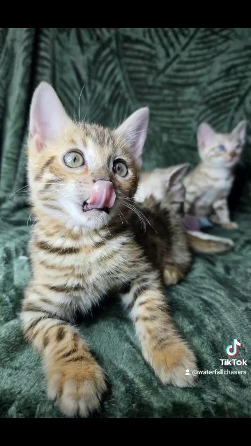 Snow mink and brown rosseted bengal kitten