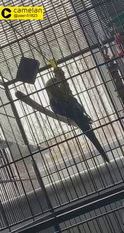 rosella parakeet for sale (male)
