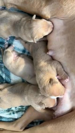American Bully Pups
