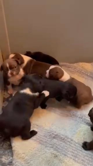 bugg puppies Boston terrier /Pugg