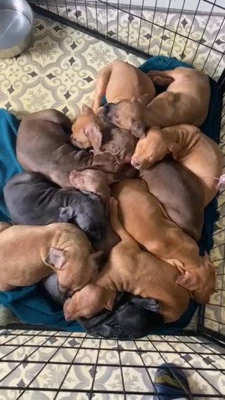 puppys