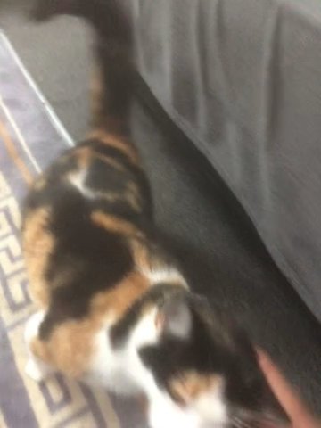 Cat For Sale