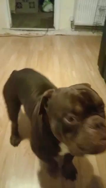 Exotic bully