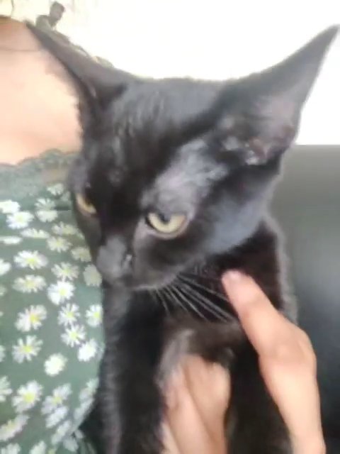cats