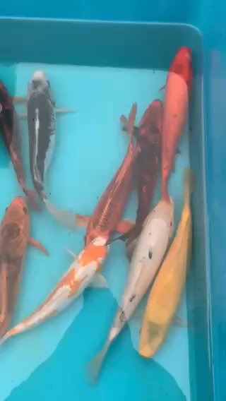koi carp/ pond fish