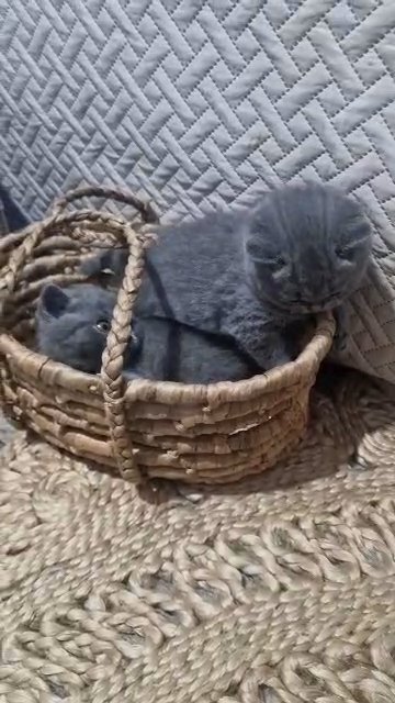 BRITISH SHORTHAIR KITTENS