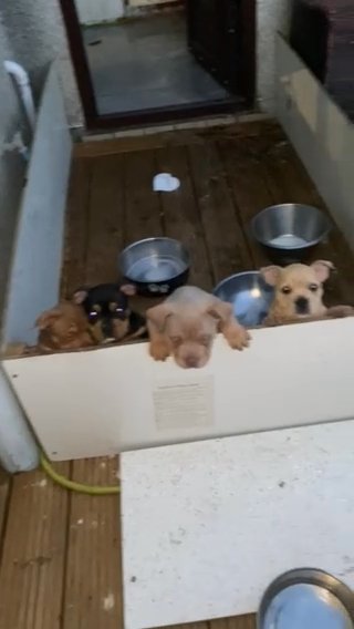 Pocket Bully Pups