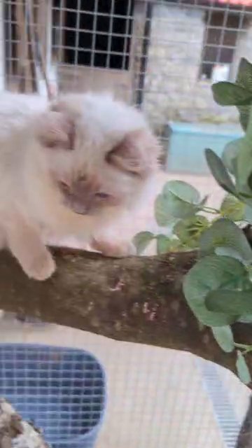 GCCF ACTIVE Lilac Boy Ragdoll