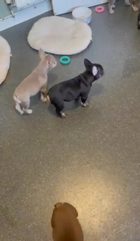 French Bulldogs For Sale