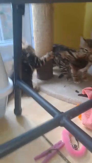bengal kittens All sold now