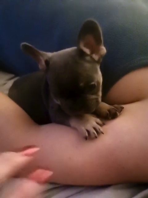 Kc Chocolate and tan french-bulldog puppy