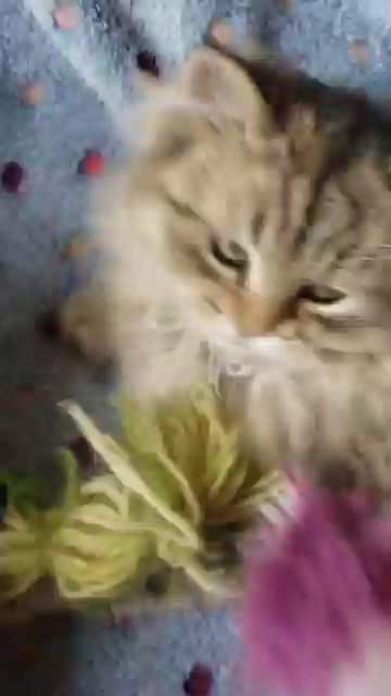gorgeous golden pedigree persian chinchilla Male available