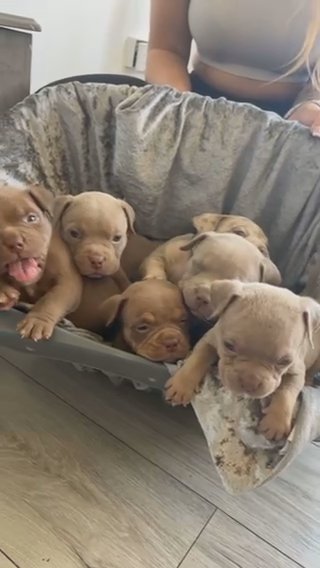 Pocket Bullys ??