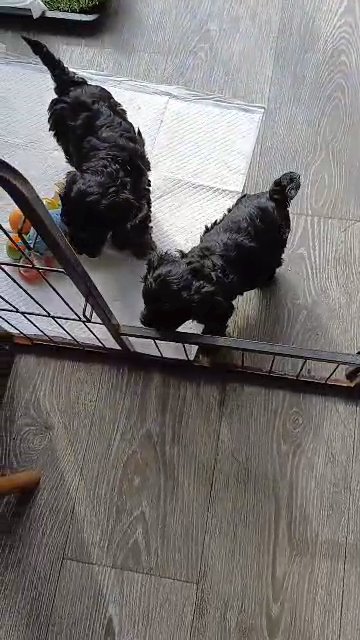 cockerpoo
