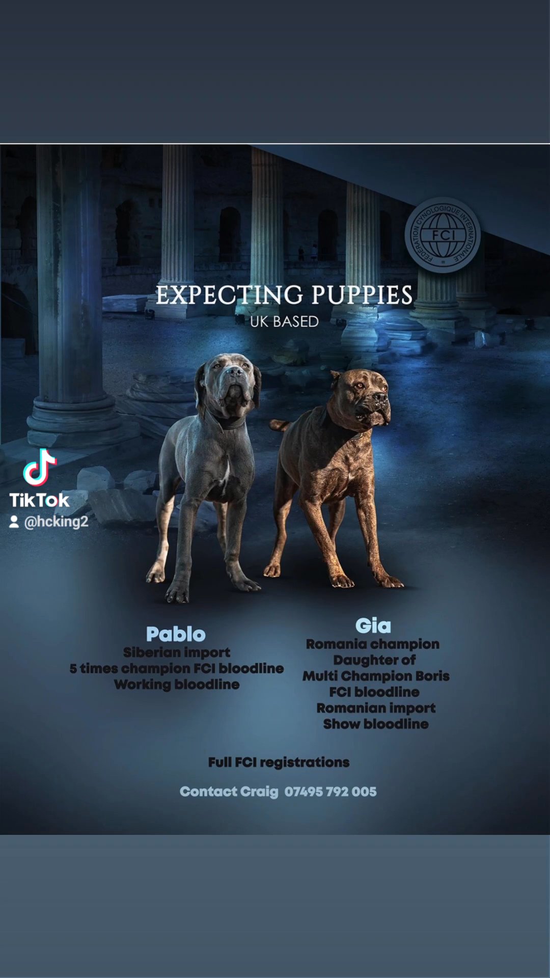 cane corso puppies