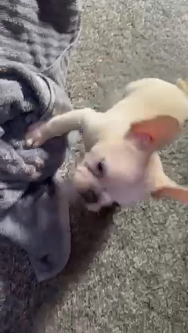 French Bulldog