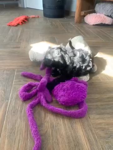 f1 Cockapoo