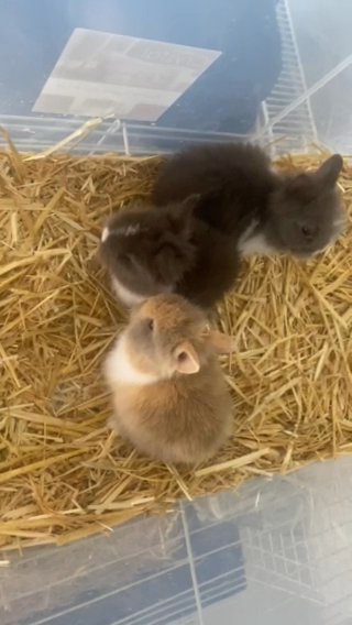 Baby Lion Heads