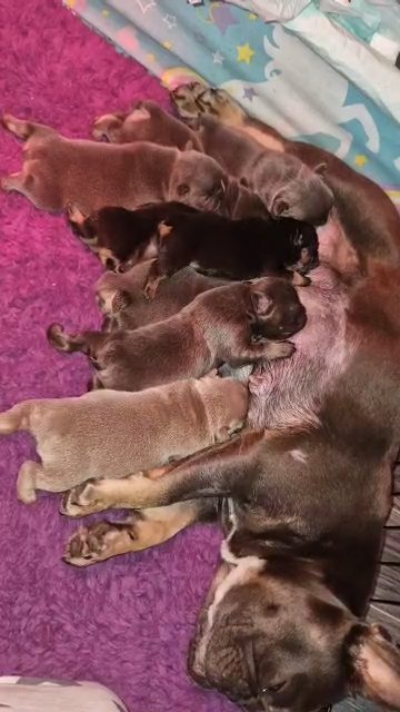 top quality bloodline, kc French bulldogs