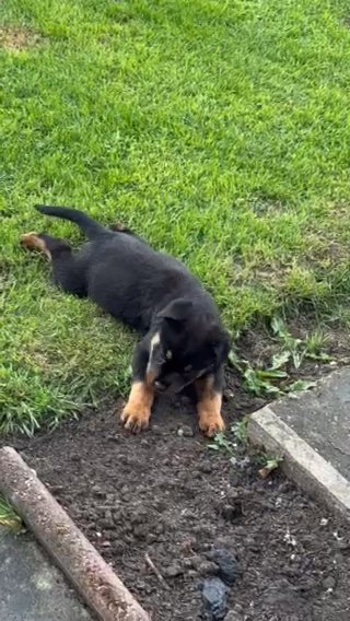 German Rottweiler Pups Girl And Boy Quality