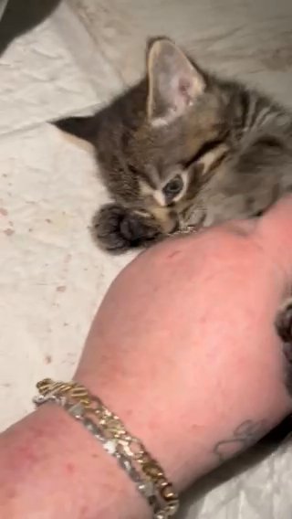 Female Ragdoll x Maine Coon
