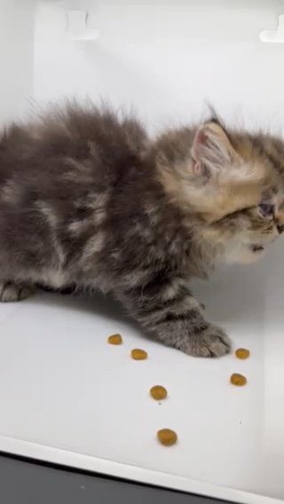 Persian Kitties ??