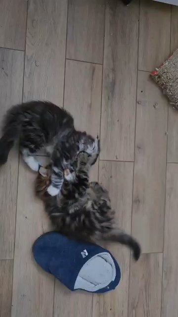 XL Polydactyl Pedigreed Maine Coon Kittens