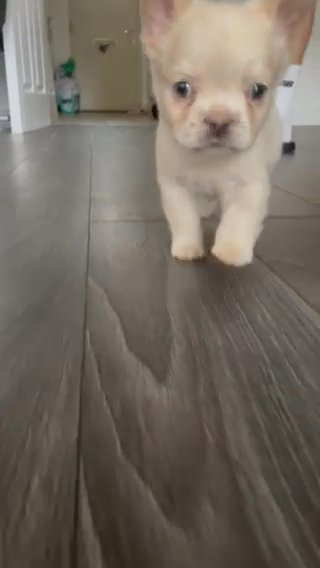 Fluffy Frenchie