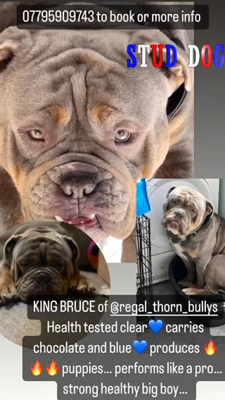 King Bruce Of Regal Thorn Bullys Available For Stud
