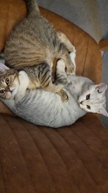 GCCF British Shorthair Gold and Silver