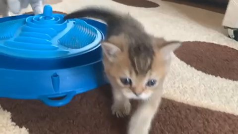 BSH kittens