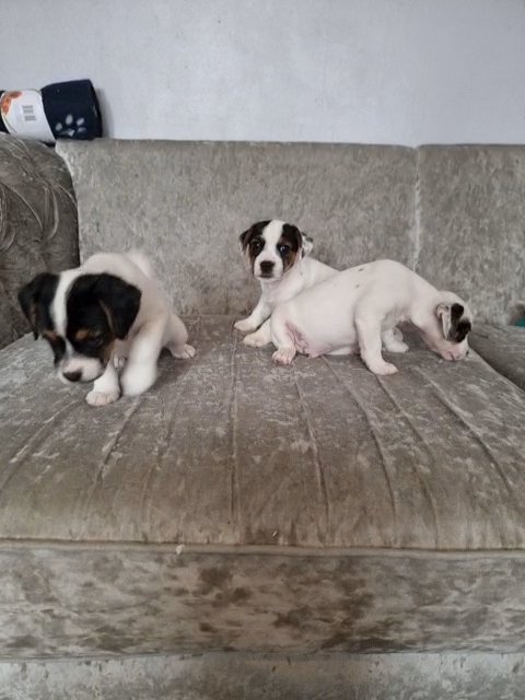 Jack Russel boys