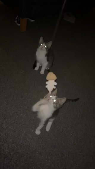 2 Kittens For Sale