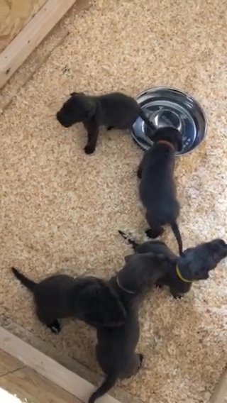 Blue Cane Corso Puppies For Sale