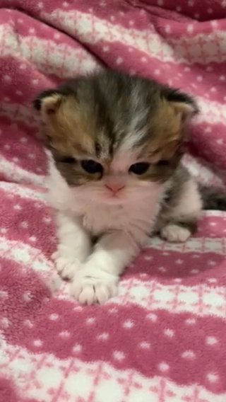 chinchilla persian