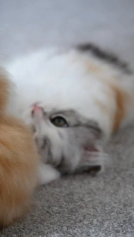 ?last Persoan Chinchilla kitten left ?