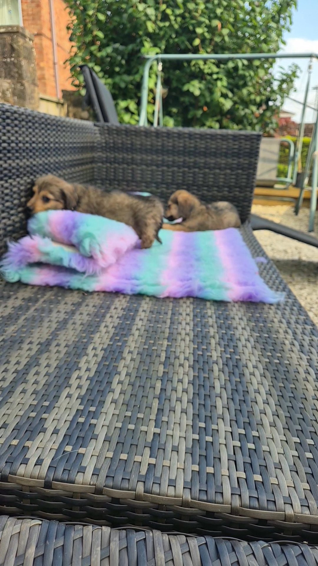 Miniature Dorgi Pups