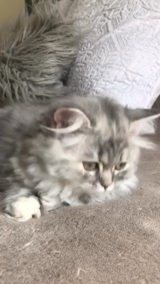 Show quality kittens