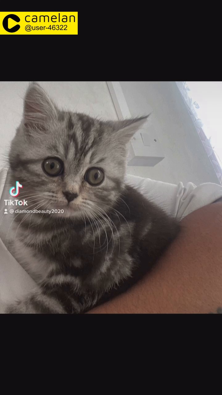 Female British Shorthair Kitten