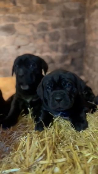 Cane Corso Puppies