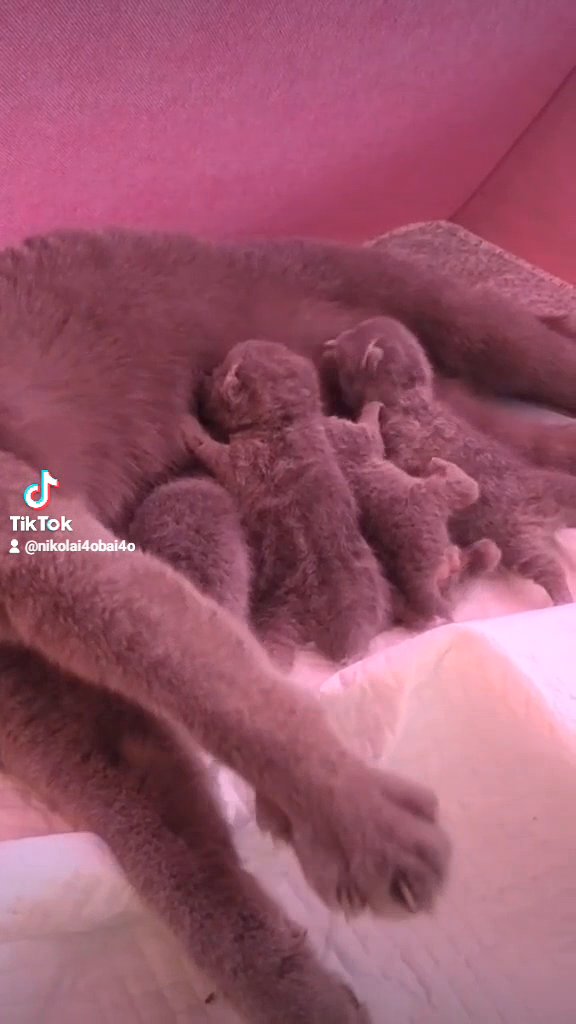 beautiful chunky British blue kittens