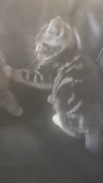 Adorable kittens
