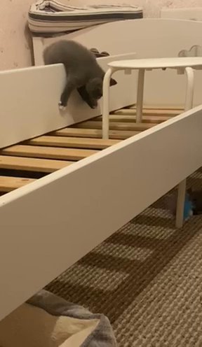 3 BSH kittens