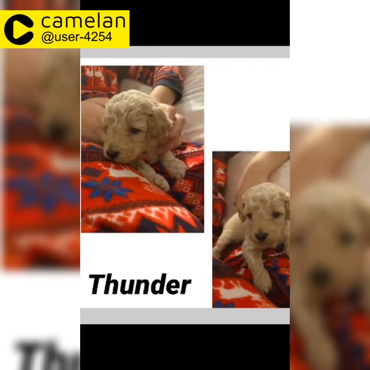 Last Beautiful male Poochon available from Litter of 6