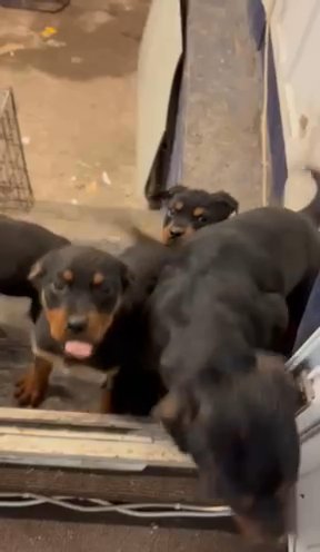 Rottweiler Puppies
