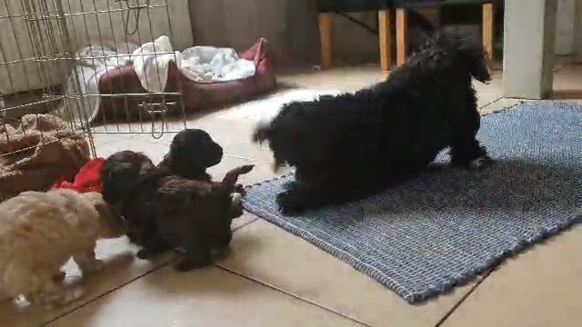 Two Beautiful Baby Bear, Poodle / Lhasaapso  Pups